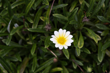 Fototapeta premium 白い花
