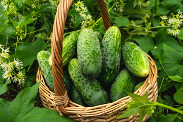 Fresh cucumbers in a wicker basket