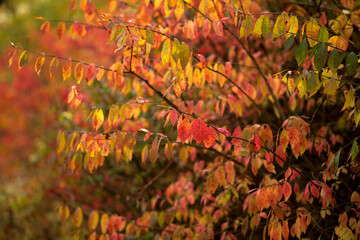 autumn leaves on the tree