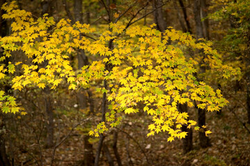 yellow maple tree in the forest