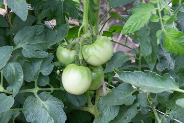 トマト　トマト畑