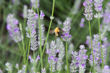 ラベンダーと蜂　ラベンダー　蜂