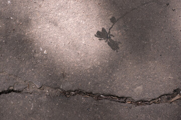 Abstract leaves  shadow background with light bokeh, natural leaves tree branch falling on texture for background and wallpaper, nature shadow.

