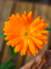 Marigold