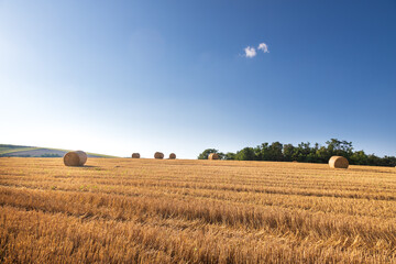 Fototapeta premium Landscape of a field on which are bales of straw after harvesting grain.