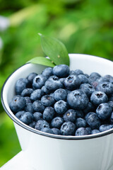 ブルーベリー01