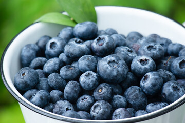 ブルーベリー02