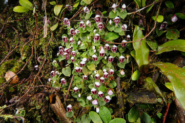 Colony of helmet orchids (Corybas carinatus), Sarawak, Borneo