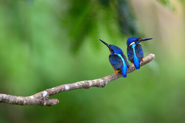 Blue eared Kingfisher on green background