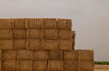 Group of straw bales in a field in summer