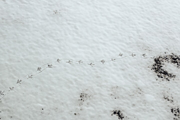 birds' steps on snow