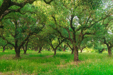 Fototapeta na wymiar olive trees grove in Greece