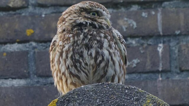 Burrowing owl perched, facing camera, brick wall, focused close up, long shot