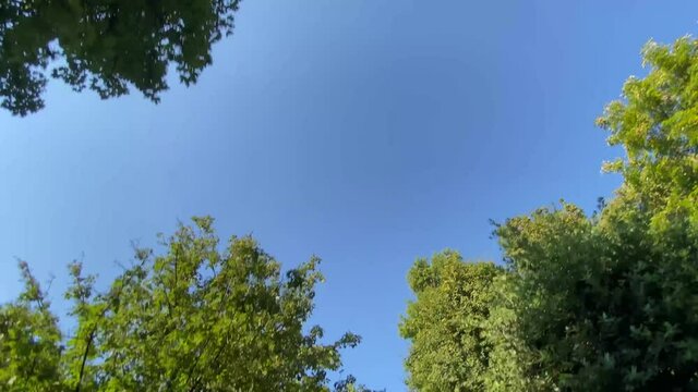 Bottom up view of crown of trees with summer afternoon sun. Walking through tree-lind street with lush green foliage. Summer background 