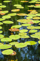Beautiful pond with yellow water lilies floating in the water