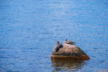 Resting Goosander on a rock in a lake