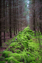 Stone wall covered with green moss at a  tree planting