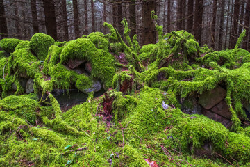 Stone wall covered with green moss in the forest