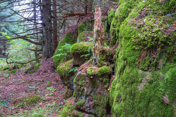 Old growth forest with moss covered rocks