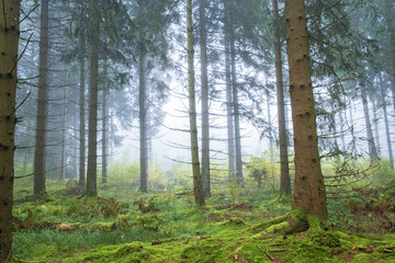 Misty morning in the spruce woodland