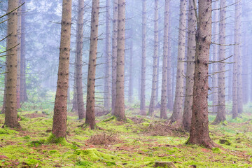 Obraz premium Misty conifers forest with green moss on the forest floor