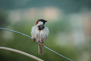 Closeup shot of a sparrow sitting on a wire
