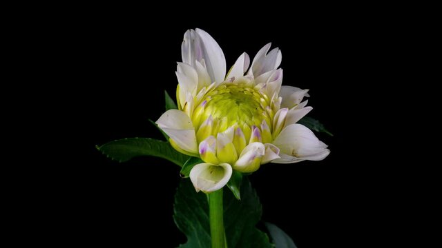 Time-lapse of blooming white dahlia flower isolated on black background. 4K Time lapse of growing blossom Dahlia, opening up. Love, wedding, anniversary, spring, valentines day.