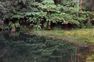 Temperate Rainforest