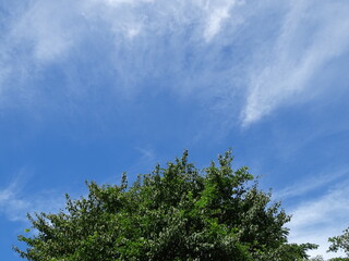 Obraz premium 真夏の里山