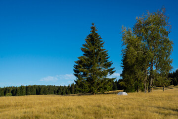 Fototapeta premium landscape with trees and sky