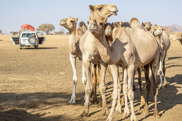 A large herd of camels drink water from a water reservoir in the desert, Chad, Africa