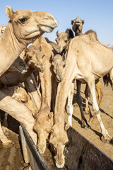 A large herd of camels drink water from a water reservoir in the desert, Chad, Africa