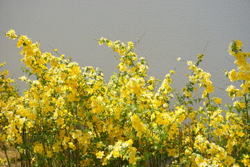 住宅地の植栽のヤマブキ（山吹）【アップ】