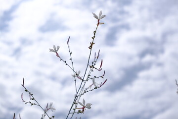 野に咲く白い花