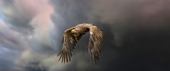 Naklejka na ściany i meble European sea eagle flying in an impressive blue sky with veil clouds. Bird of prey in flight. Flying birds of prey during a hunt. Social media, web banner of cover