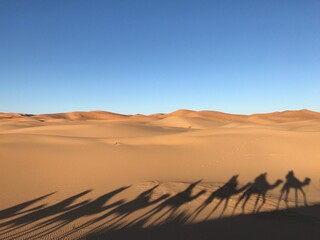 Fototapeta na wymiar the Sahara Desert