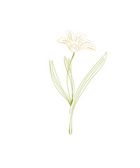 vector flower on white background. trendy botanical flower illustration in flat graphic and cartoon style