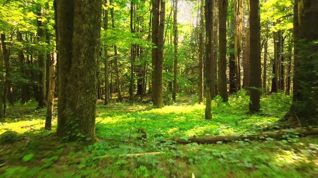 Smooth video of a lush green magical forest in summer with golden light in the Appalachian mountains. In the Catskill mountains in New York's hudson valley - a sub-range in the Appalachians.