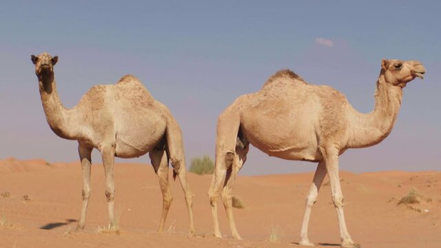 Medium shot of two camels standing in desert of Dubai during sunny day with blue sky in background