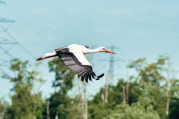 White stork flying above the treetops. With large spread wings, against a blue sky with high voltage pylons