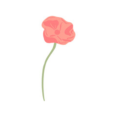 Poppy with stem isolated on white background. Sketch spring flower pink. Beautiful summer plant in doodle style.