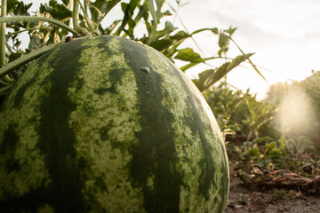 green watermelon on the ground lies in the leaves