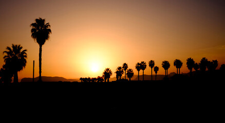 Fototapeta na wymiar Silhouette of palms in the sunset