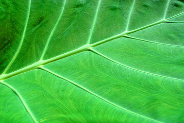 green leaf texture close up of green leaf