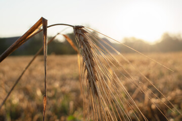 spikelet of cereal in the rays of the sunset