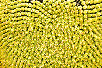 close-up photo of yellow sunflower