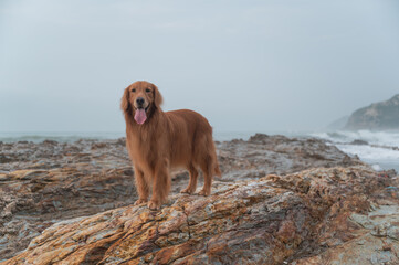 Golden Retriever standing on the rock by the sea