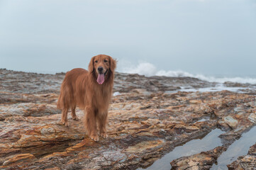 Golden Retriever standing on the rock by the sea