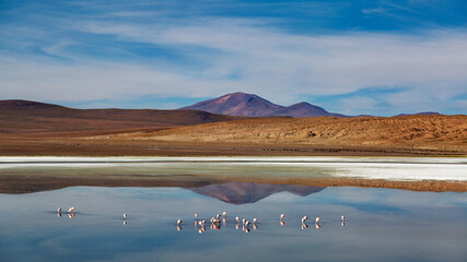 Salzsee mit Flamingos vor einem Bergmassiv