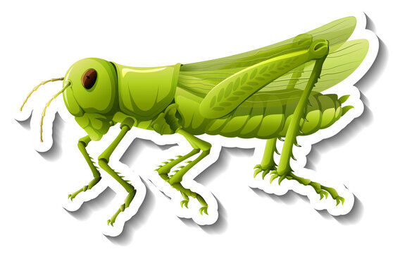A sticker template with a grasshopper isolated